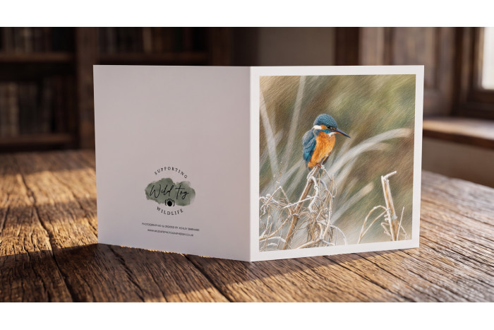 Kingfisher in Winter Greeting Card